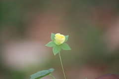 Pavonia procumbens